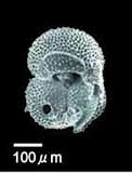 浮遊性有孔虫の電子顕微鏡写真